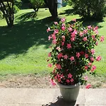 Annemarie Appartement